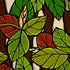 “HAWAIIAN BOTANICAL” SERIES BANYAN